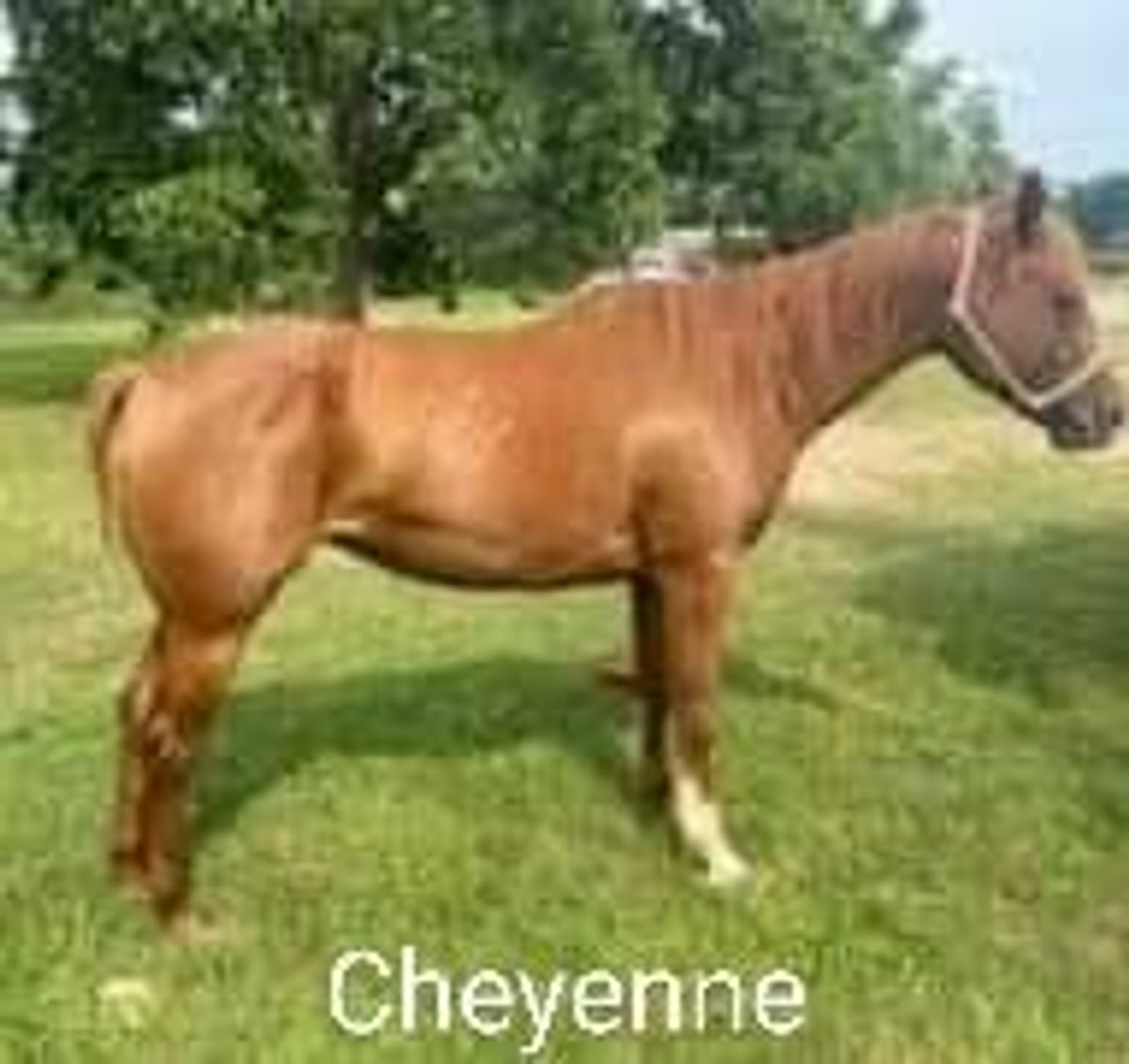 Please Support Back Please help these horses — Utsava