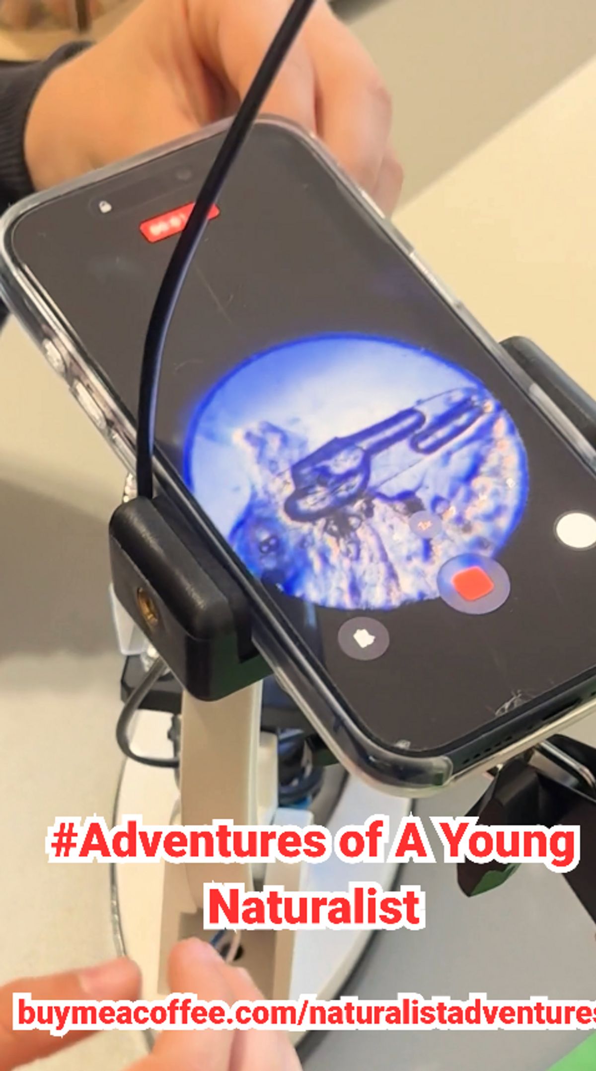 Anthropomorphizing Baby Crayfish — Adventures of a Young Naturalist ...