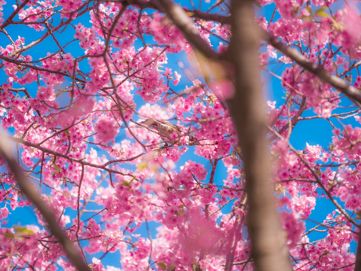cherry blossom※プロフ確認 og_6018705_1742881815.jpg