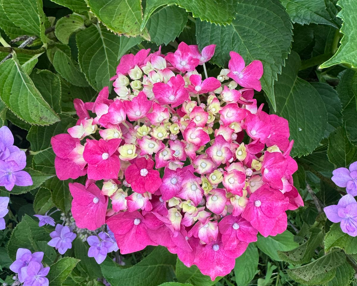 Japan's Top 5 Hydrangea Spots: A 2025 Guide — HIDDEN JAPAN GEMS