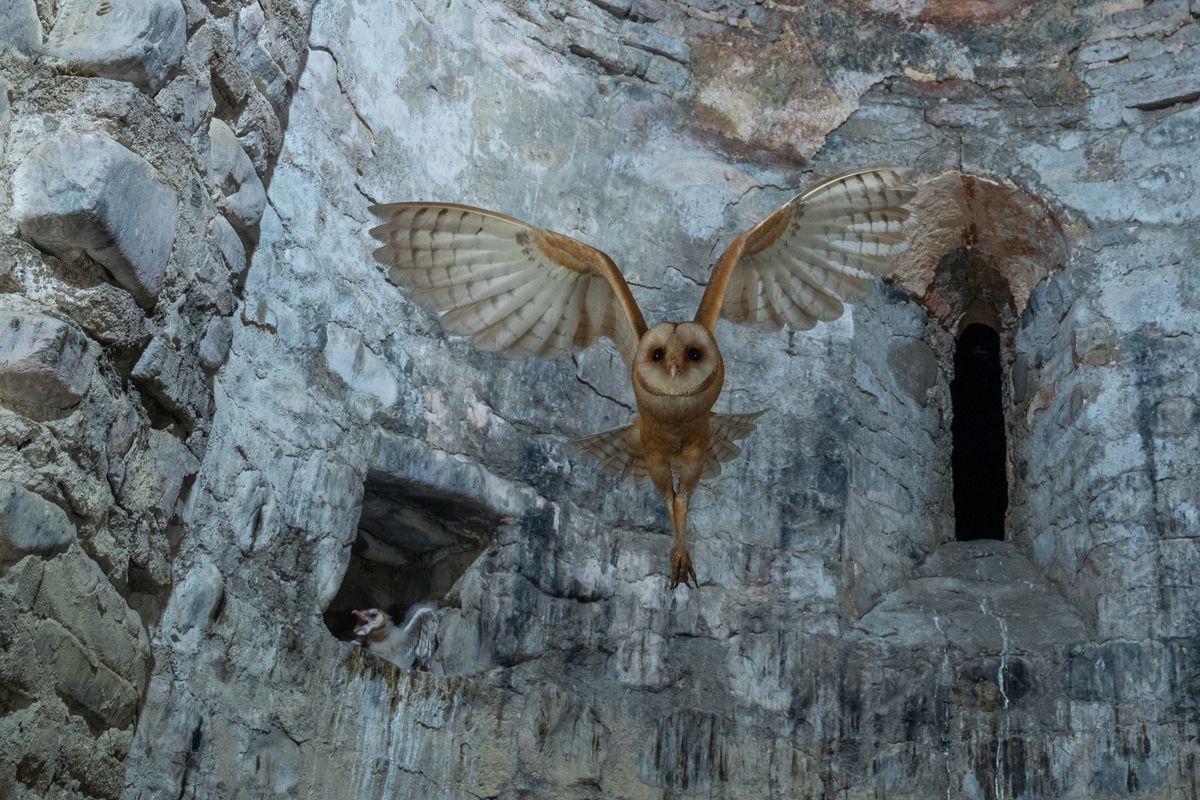 Why Barn Owls Sound So Scary: Unmasking the Night's Hoot
