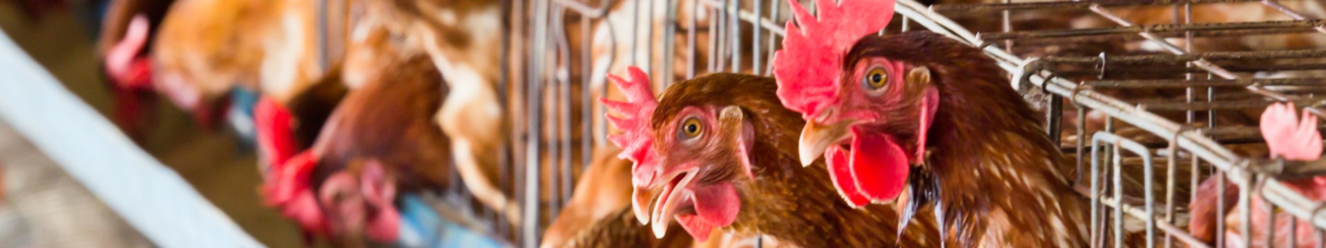 Titelbild