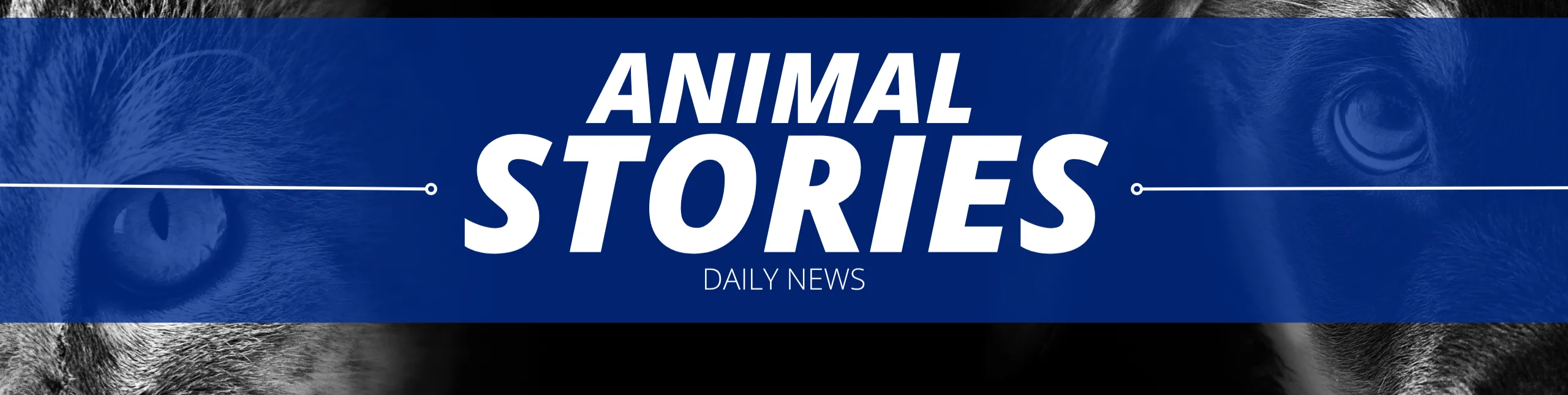 Daily Animal Stories is Creating inspiring wildlife content and ...