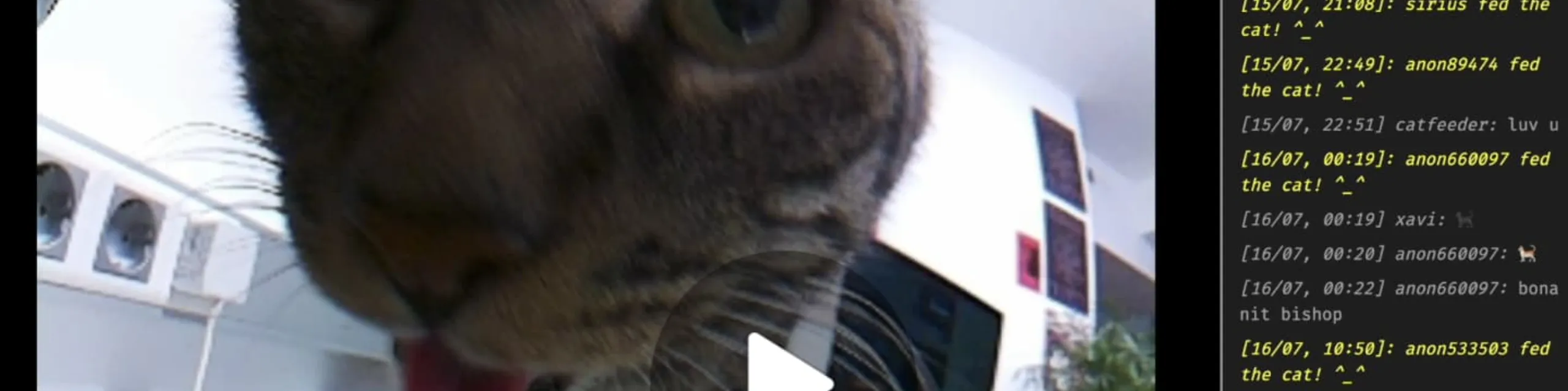 Feed The Cat is building feed-the.cat - Buymeacoffee