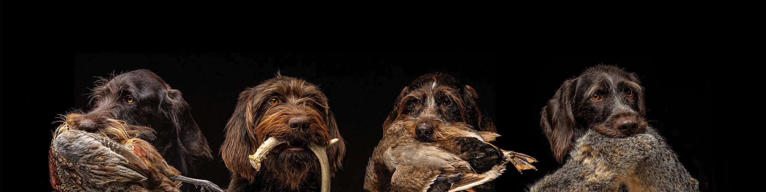 Versatile Gun Dog - Buymeacoffee