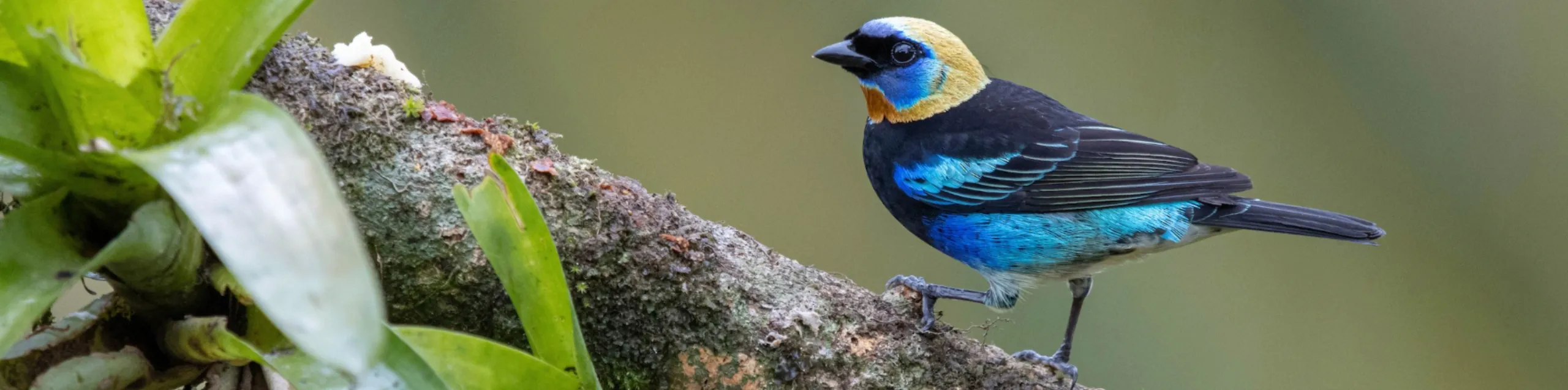 Birding University - Buymeacoffee