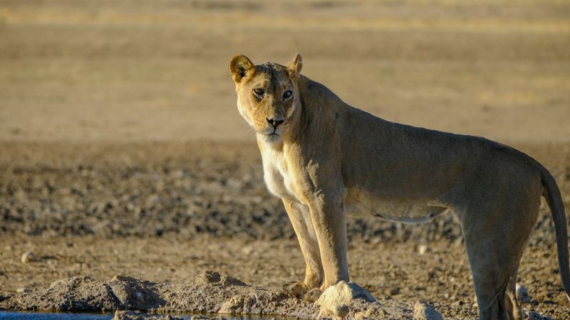 Lion level