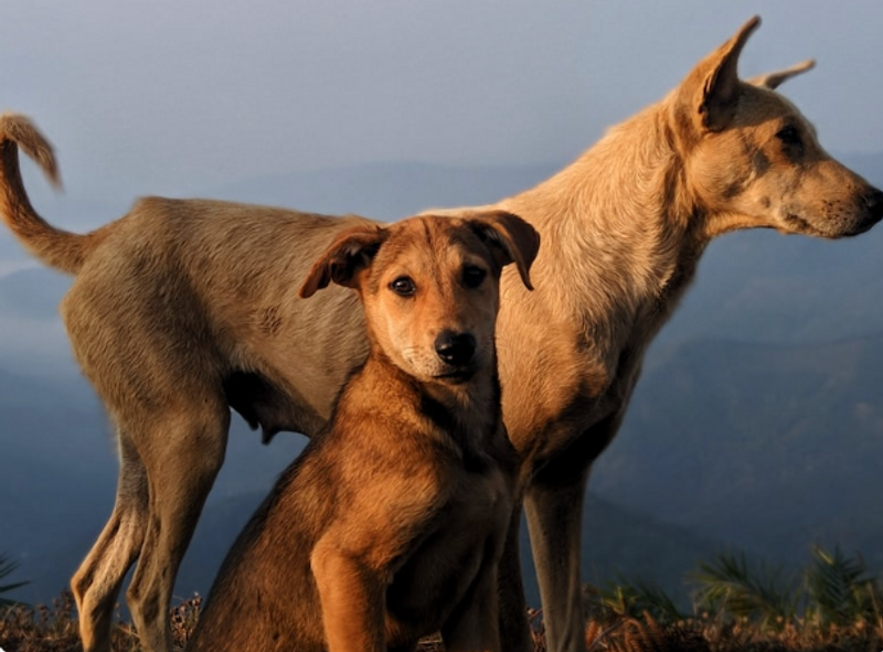 Meal for stray dogs! ๐๐
