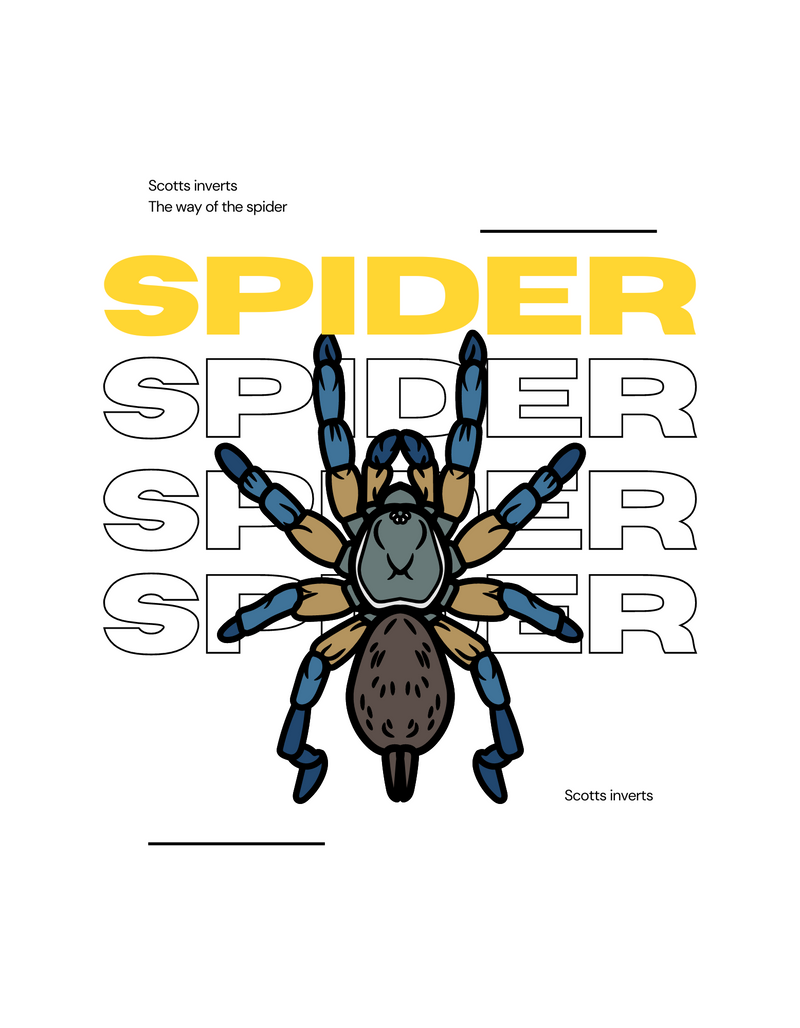 Spider