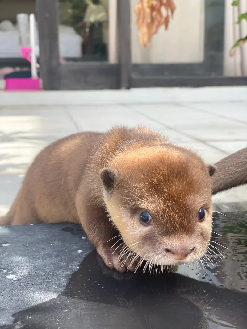 Otters Hazel & Pushan is Hello, guys! Thank you for supporting