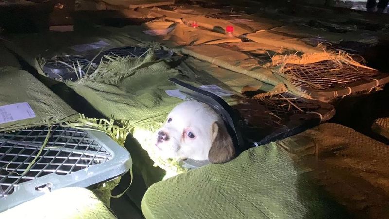 Help 10 puppies