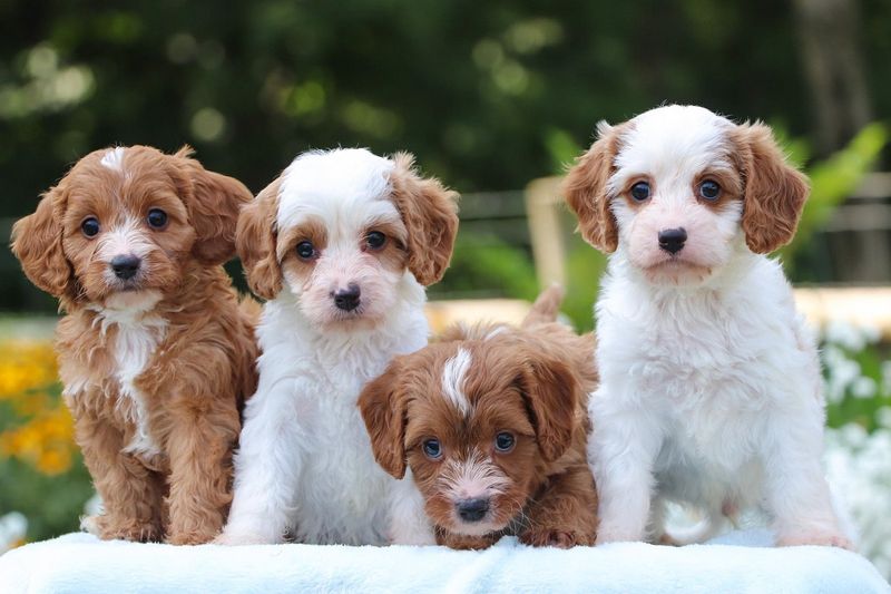 🐕‍🦺 パップ・クラブ