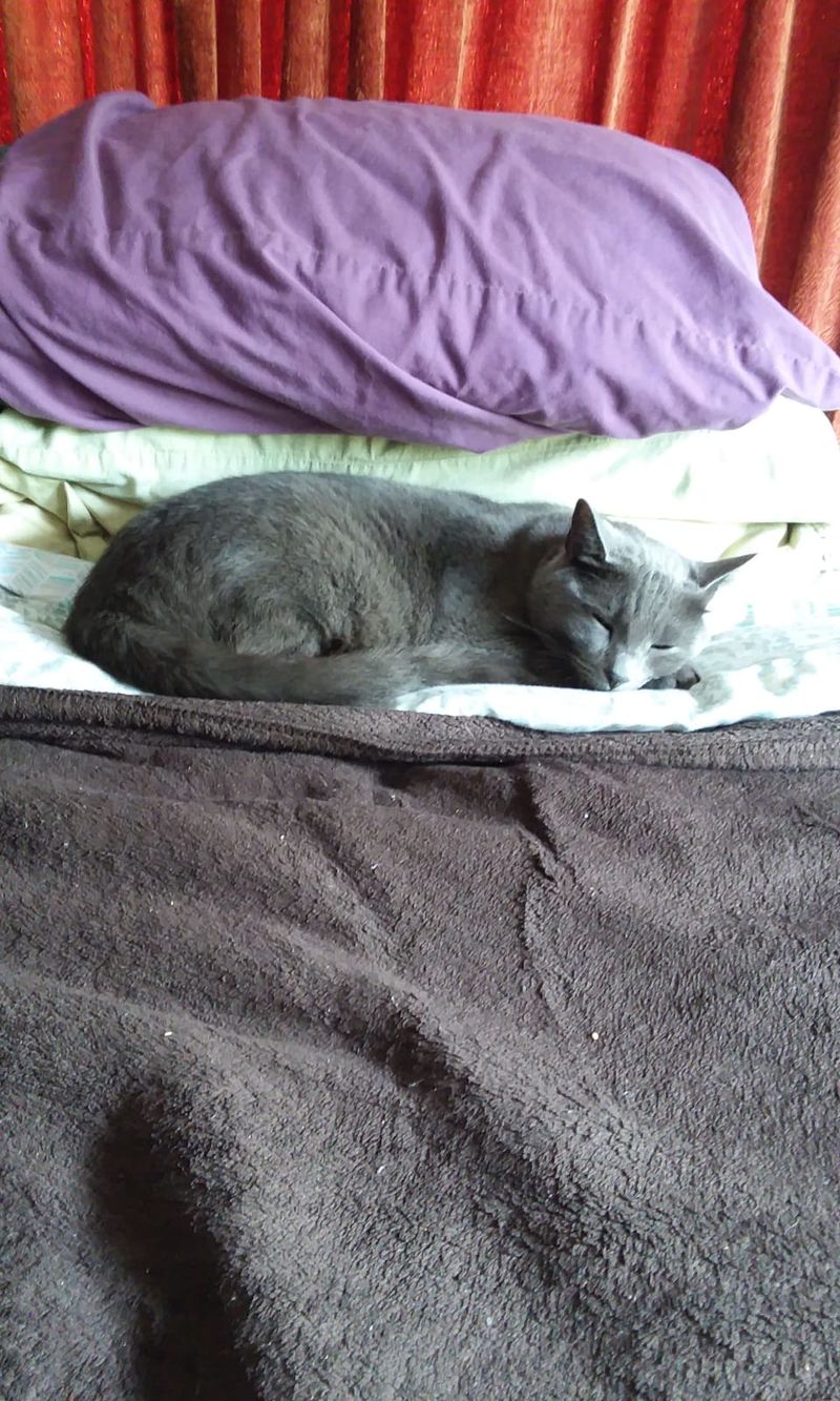 Mama Cat level