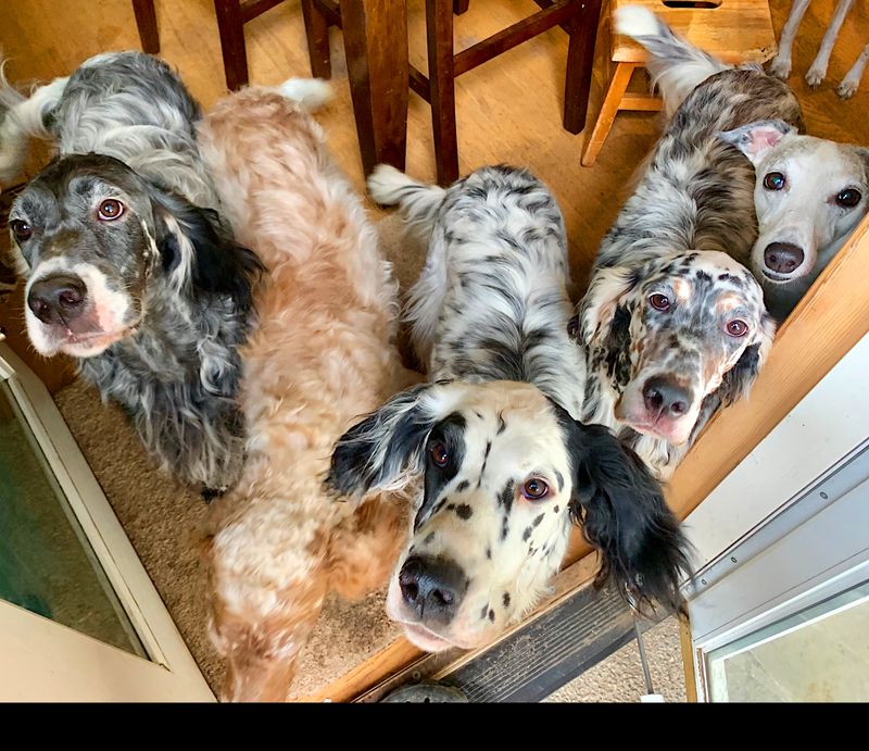 Pampered Puppies, Pepperoni Pizza