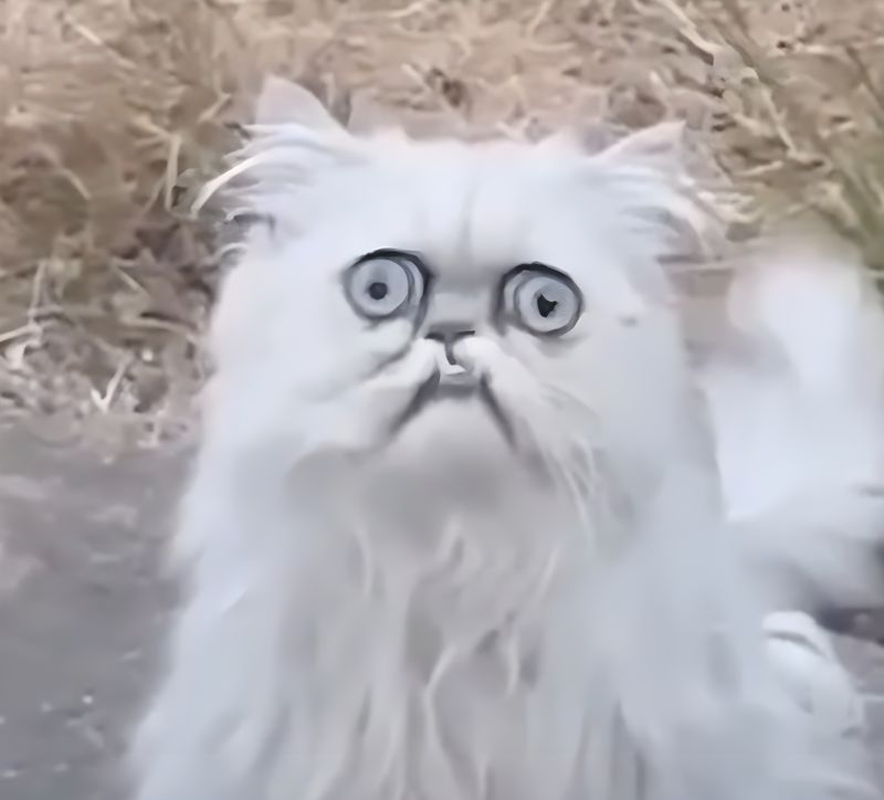 Weird looking cat level