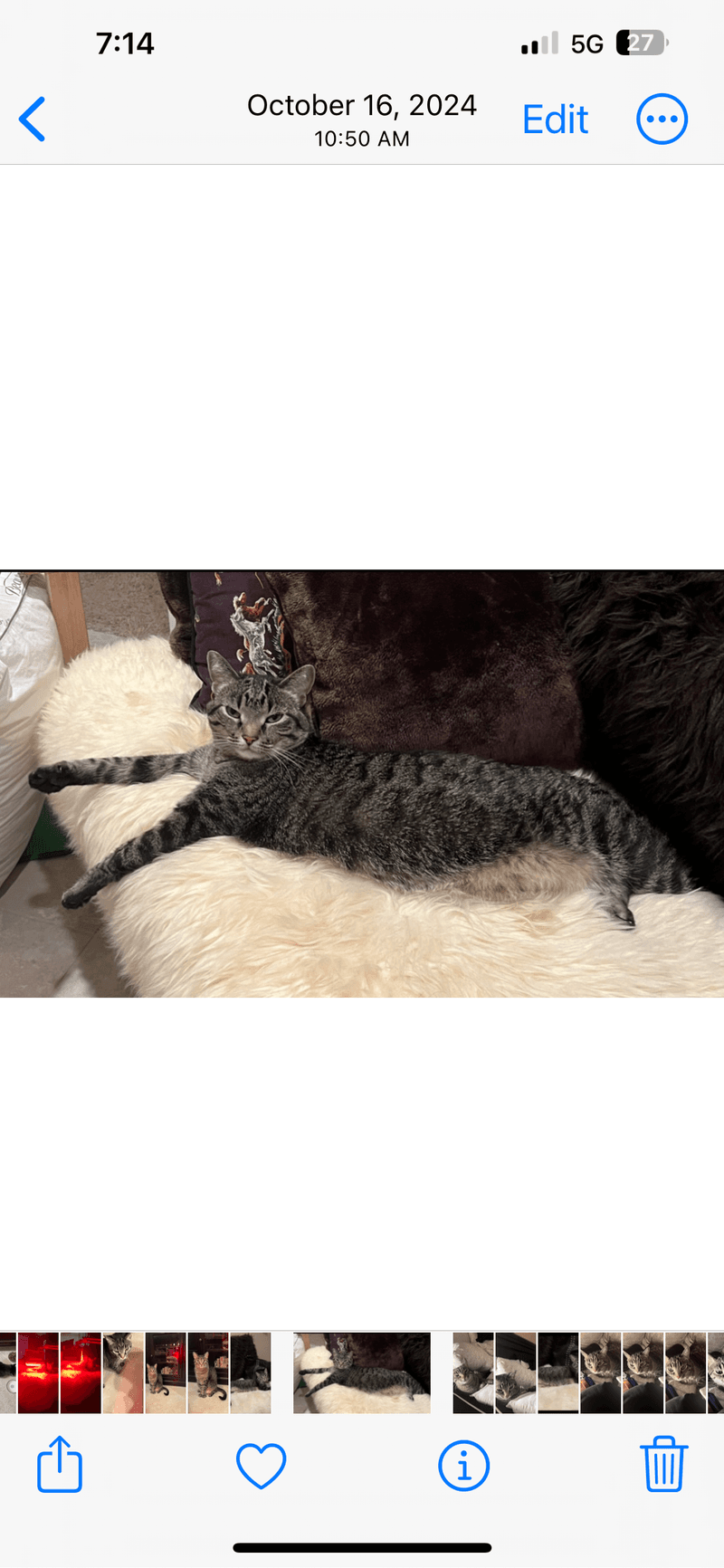 Silver Litterbox Level