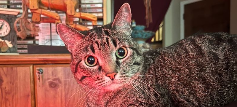 Ruby Studded Litterbox Level