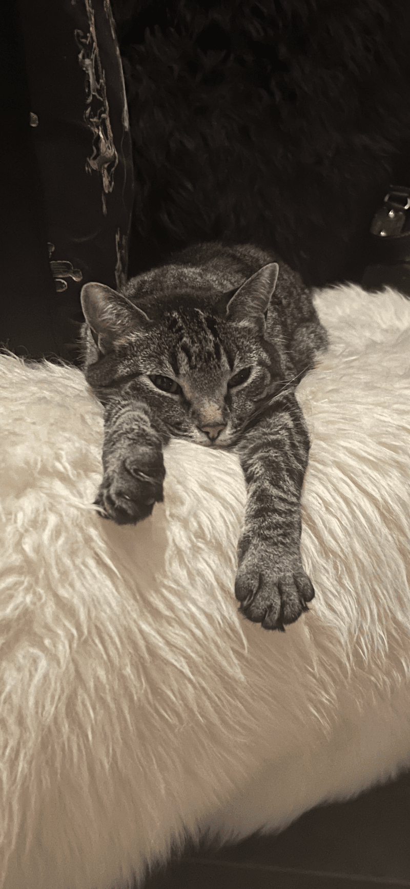 Golden Litterbox Level