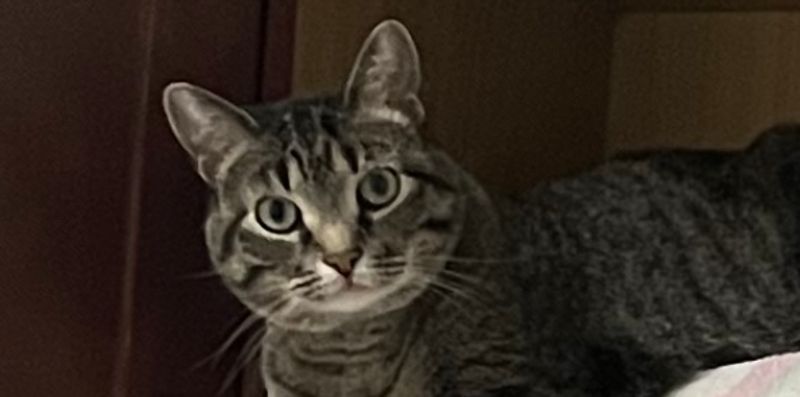 Diamond Studded Litterbox Level