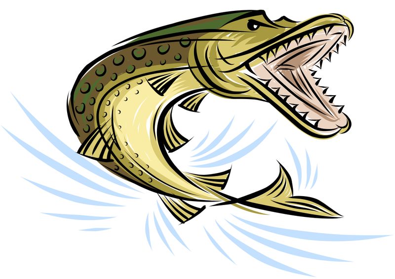 🎥 Featured Angler Tier