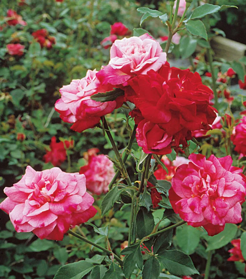 Ask Garden Guy Concierge
