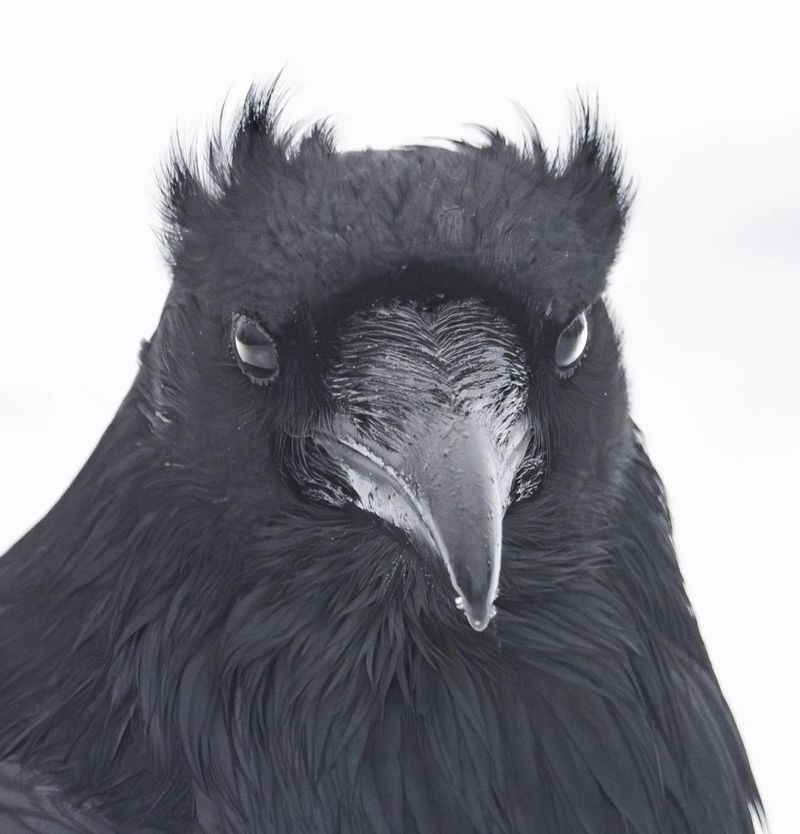 Wildlife Guardian