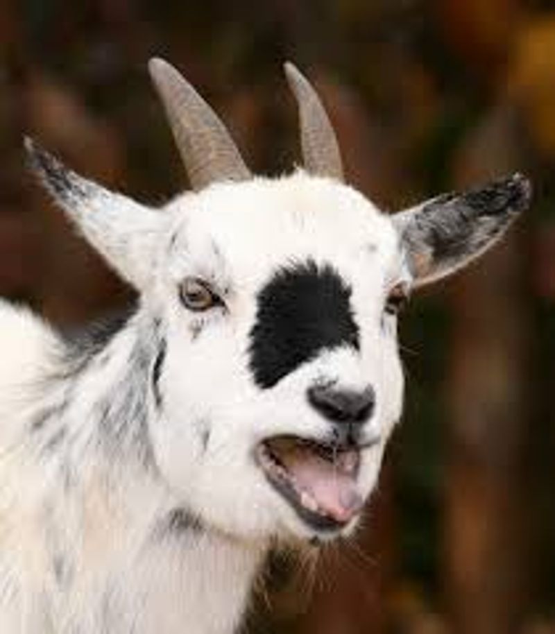 the goat