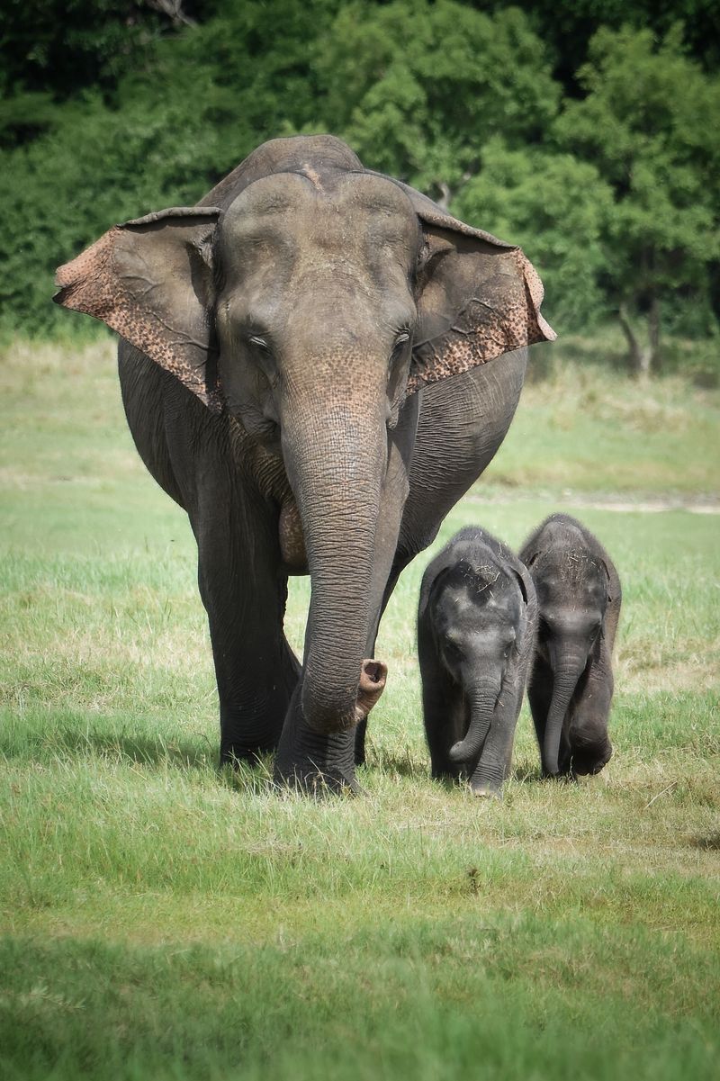 Ivory Advocate