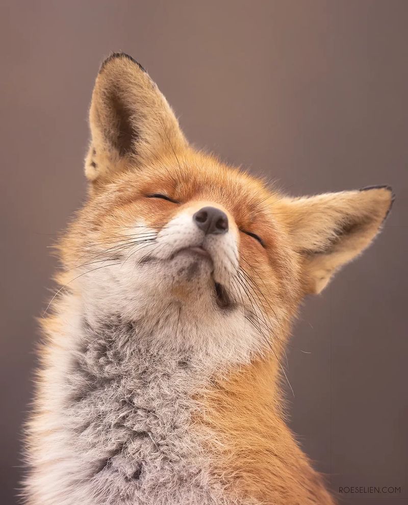 Wildlife Friend