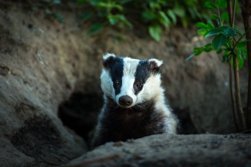 Wildlife Protectors