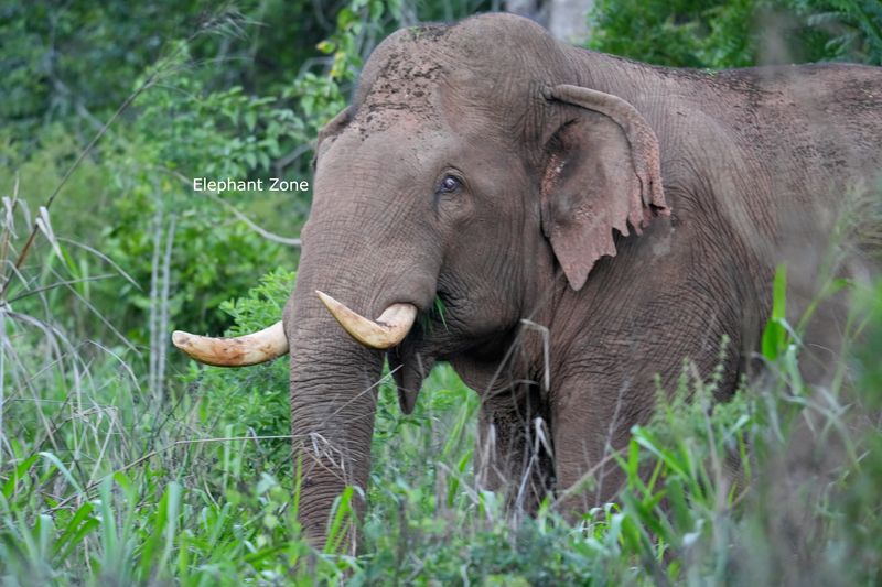 Elephant Guardian