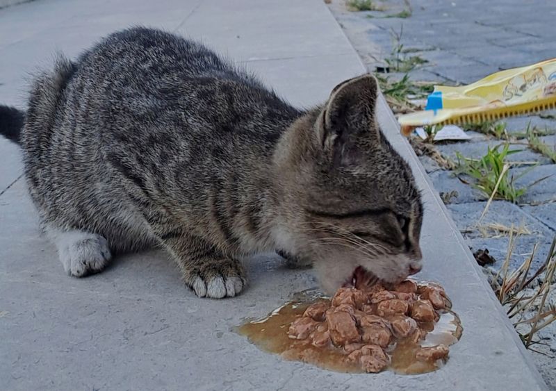 🐾Cat Lovers 😻