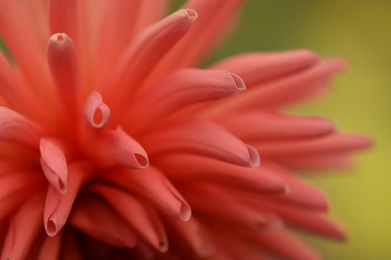 Member of Grants Photography Club