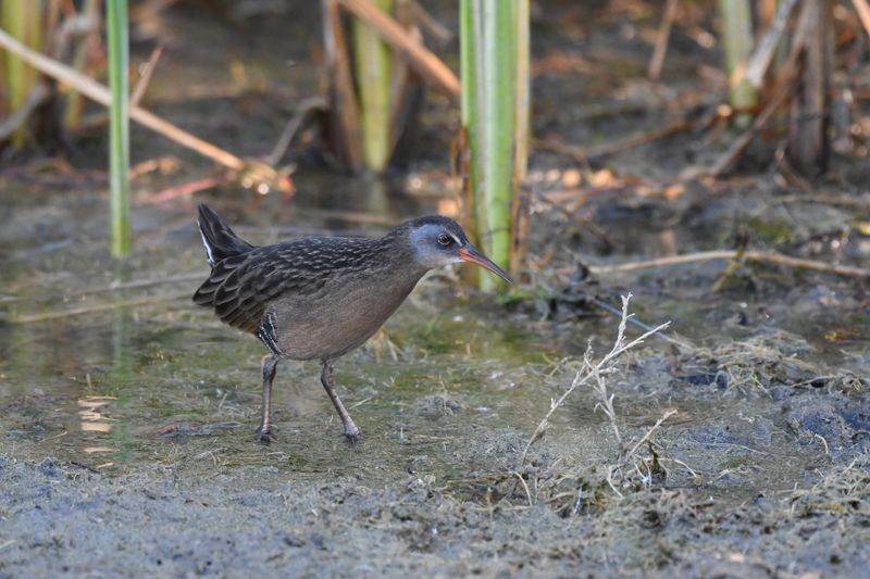 Virginia Rail