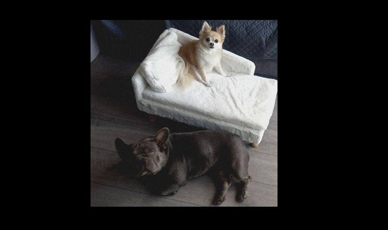 Sirius Q Loves Boujee Bonnie