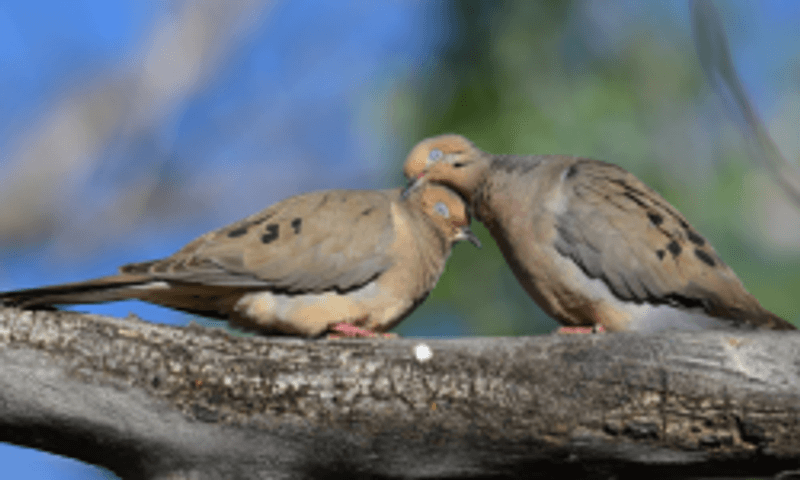 Mourning Dove