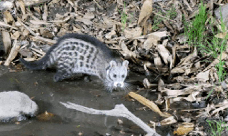 Civet