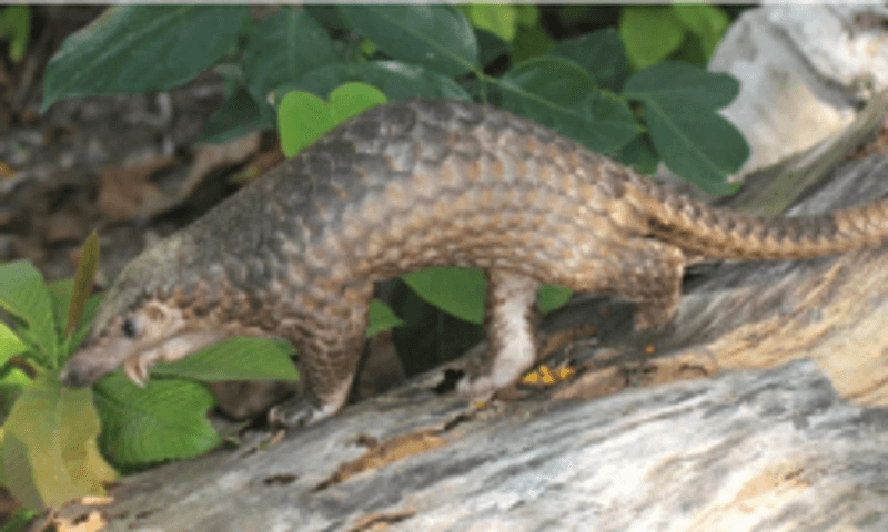 Pangolin