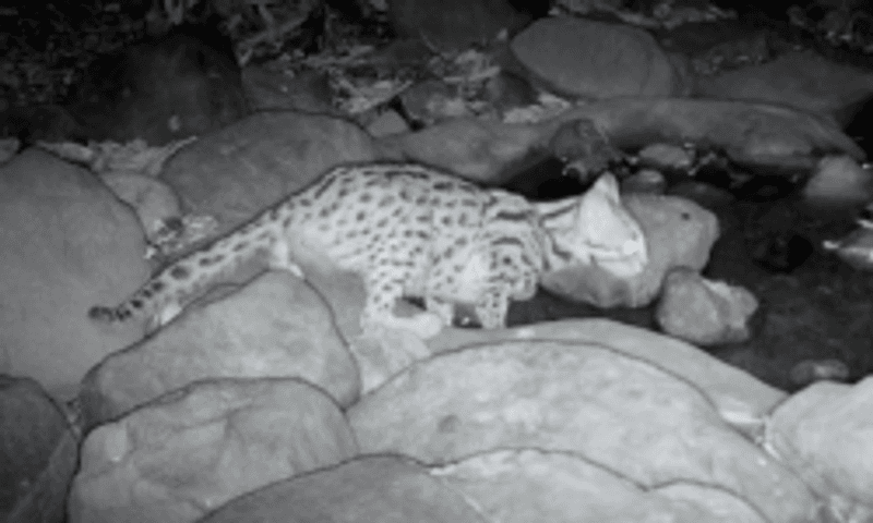 Leopard Cat