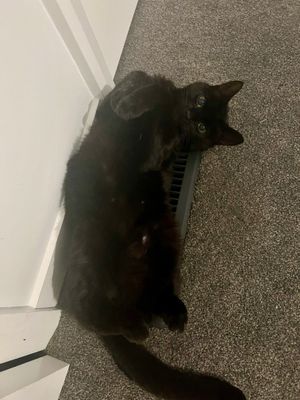 hueythecat