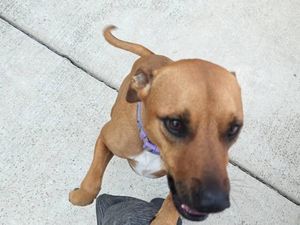 spidermax