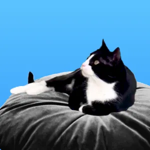 BuyMeACoffee profile picture for @mills