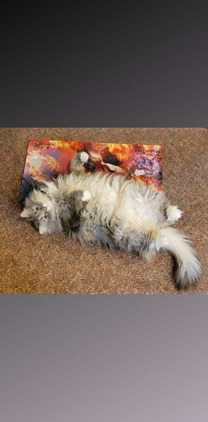 tarotyycjasper