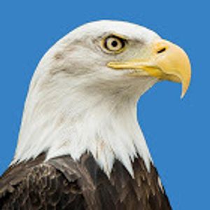 dailyeagle
