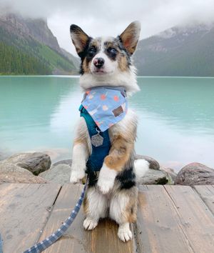 ollietheauggie