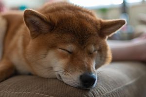dastardlydoge