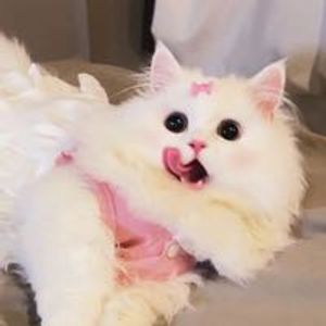 leileilove
