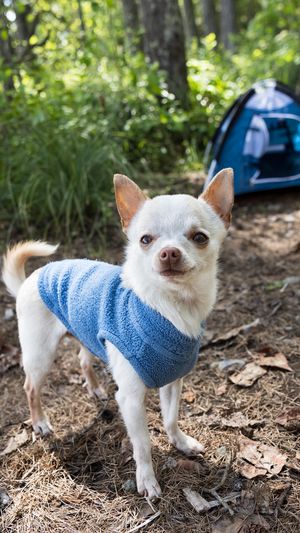 chihuahuamrpink