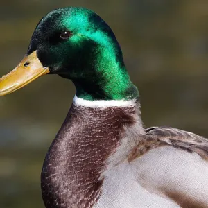 BuyMeACoffee profile picture for @mallard