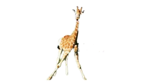 BuyMeACoffee profile picture for @Giraffes